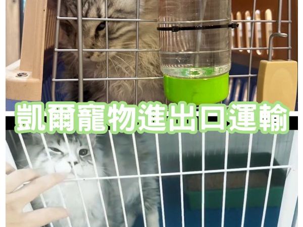 2024/03/14 『俄羅斯飛台灣』俄羅斯進口緬因貓飛來台灣找主人啦~~~